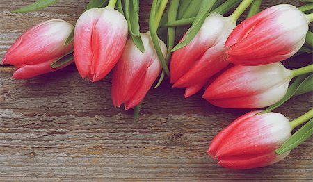 simsearch:400-08011304,k - Corner Border of Spring Magenta Tulips with Water Drops closeup on Rustic Wooden background. Retro Styled Stock Photo - Budget Royalty-Free & Subscription, Code: 400-08154424