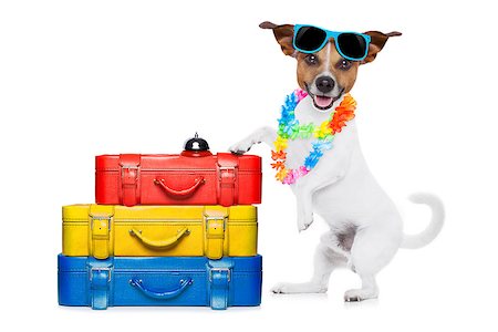 simsearch:400-08158224,k - jack russell dog checking in at hotel with a lot luggage and baggage and a suitcase for summer holiday vacation, wearing sunglasses and a flower chain isolated on white background Stockbilder - Microstock & Abonnement, Bildnummer: 400-08154684