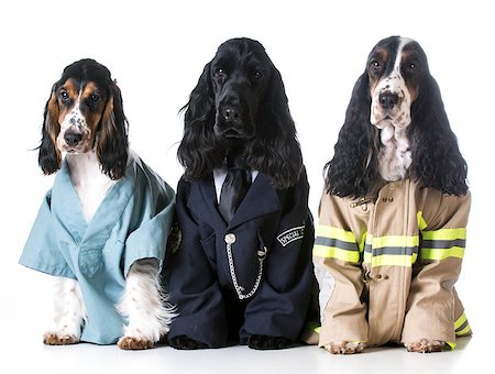 first responders - english cocker spaniels dressed up like a doctor, police officer and a fire fighter on white background Stock Photo - Budget Royalty-Free & Subscription, Code: 400-08154716