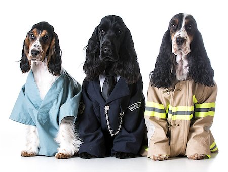 doctor and police officer images - first responders - english cocker spaniels dressed up like a doctor, police officer and a fire fighter on white background Stock Photo - Budget Royalty-Free & Subscription, Code: 400-08154717