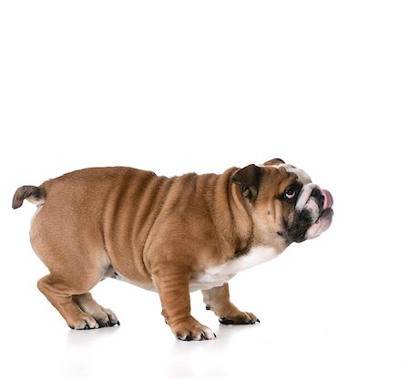 simsearch:400-08187913,k - puppy playing - bulldog puppy with silly expression on white background Photographie de stock - Aubaine LD & Abonnement, Code: 400-08154724