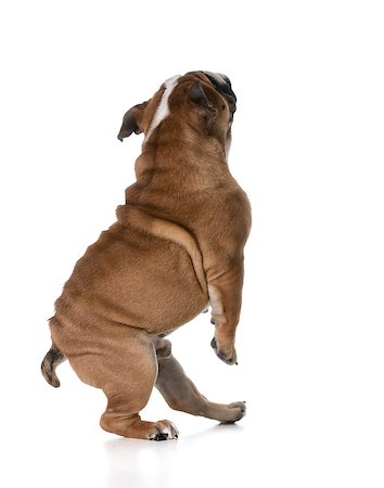 simsearch:400-08187913,k - dog dancing - bulldog dancing on white background - 6 months old Photographie de stock - Aubaine LD & Abonnement, Code: 400-08154725