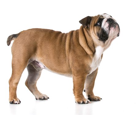 simsearch:400-08187913,k - bulldog puppy looking up on white background - 6 months old Photographie de stock - Aubaine LD & Abonnement, Code: 400-08154723