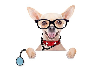 simsearch:400-08152880,k - chihuahua dog as a medical veterinary doctor with stethoscope and first aid kit behind a white and blank banner ,isolated on white background Photographie de stock - Aubaine LD & Abonnement, Code: 400-08154855