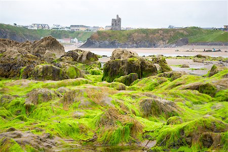 simsearch:400-08154852,k - seaweed covered rocks with castle and cliffs on ballybunion beach in county kerry ireland Foto de stock - Super Valor sin royalties y Suscripción, Código: 400-08154851