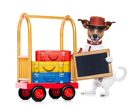 jack russell dog pushing a hotel Luggage Cart or trolley full of luggage and bags, ready to check in , in a pet friendly hotel, holding an empty blank blackboard , isolated on white background Foto de stock - Super Valor sin royalties y Suscripción, Código: 400-08154926