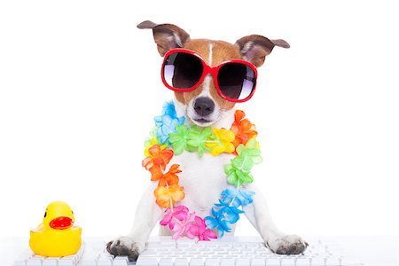 jack russell dog booking summer vacation holidays online using a pc computer keyboard, wearing sunglasses and a flower chain , isolated on white background Foto de stock - Super Valor sin royalties y Suscripción, Código: 400-08155056