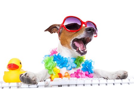 jack russell dog booking summer vacation holidays online using a pc computer keyboard, wearing sunglasses and a flower chain , isolated on white background Stock Photo - Budget Royalty-Free & Subscription, Code: 400-08155059