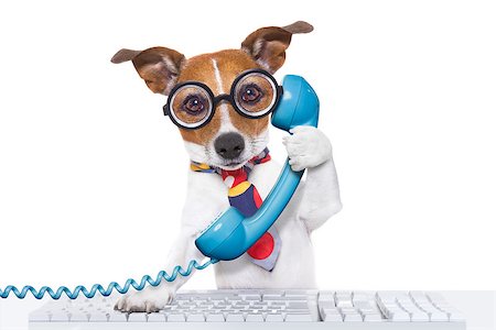 simsearch:400-07984991,k - jack russell dog on  a call center using the phone or telephone and computer pc  keyboard , isolated on white background Photographie de stock - Aubaine LD & Abonnement, Code: 400-08155050