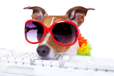 jack russell dog booking summer vacation holidays online using a pc computer keyboard, wearing sunglasses and a flower chain , isolated on white background Foto de stock - Super Valor sin royalties y Suscripción, Código: 400-08155052