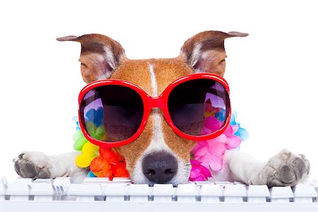 jack russell dog booking summer vacation holidays online using a pc computer keyboard, wearing sunglasses and a flower chain , isolated on white background Stock Photo - Budget Royalty-Free & Subscription, Code: 400-08155053