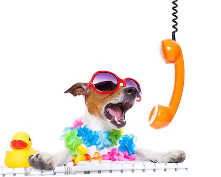 jack russell dog booking summer vacation holidays online using a pc computer keyboard, while shooting on the phone very loud ,wearing sunglasses and a flower chain , isolated on white background Stock Photo - Budget Royalty-Free & Subscription, Code: 400-08155065