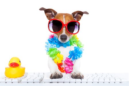 jack russell dog booking summer vacation holidays online using a pc computer keyboard, wearing sunglasses and a flower chain , isolated on white background Stock Photo - Budget Royalty-Free & Subscription, Code: 400-08155061