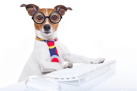 jack russell  secretary dog booking a reservation online using a pc computer laptop keyboard , isolated on white background Foto de stock - Super Valor sin royalties y Suscripción, Código: 400-08155062