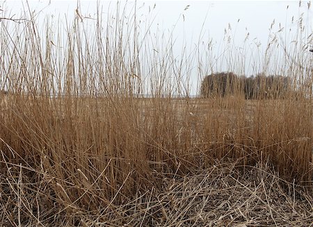 dry swamps - thickets of dry reeds rustle in the wind Stock Photo - Budget Royalty-Free & Subscription, Code: 400-08155071