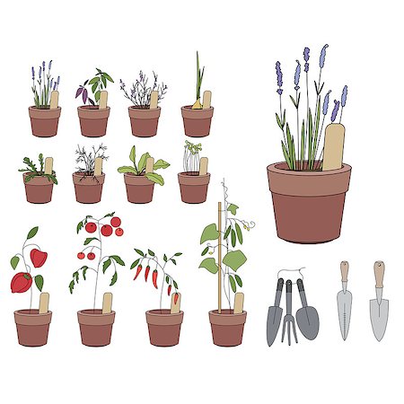 simsearch:400-08131611,k - Flower pots with herbs and vegetables. Gardening tools. Plants growing on window sills and balcony Stock Photo - Budget Royalty-Free & Subscription, Code: 400-08155116