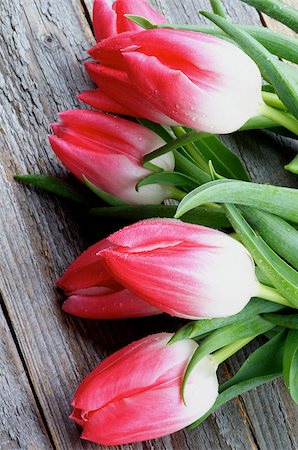 simsearch:400-08011304,k - Frame of Five Spring Magenta Tulips with Water Drops closeup on Rustic Wooden background Stock Photo - Budget Royalty-Free & Subscription, Code: 400-08155358