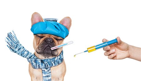 simsearch:400-08152880,k - french bulldog dog  with  headache and hangover with ice bag or ice pack on head,thermometer in mouth with high fever, eyes closed suffering ,syringe on its way,  isolated on white background Photographie de stock - Aubaine LD & Abonnement, Code: 400-08155395