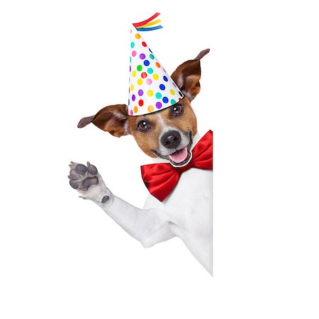 simsearch:400-08155906,k - jack russell dog  as a surprise, behind white and blank banner or placard ,wearing  red tie and party hat  , isolated on white background Stock Photo - Budget Royalty-Free & Subscription, Code: 400-08155915