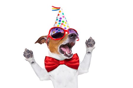 simsearch:400-08155906,k - jack russell dog  as a surprise, singing birthday song  , wearing  red tie and party hat  , isolated on white background Stock Photo - Budget Royalty-Free & Subscription, Code: 400-08155913