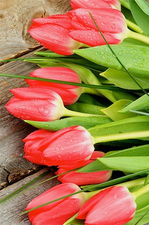 simsearch:400-08011304,k - Heap of Beautiful Spring Red Tulips with Green Grass and Water Drops close on Rustic Wooden background Stock Photo - Budget Royalty-Free & Subscription, Code: 400-08155944