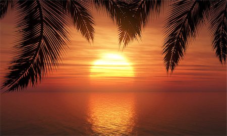 reisebüro - Silhouette of palm trees against a sunset ocean Stockbilder - Microstock & Abonnement, Bildnummer: 400-08156119