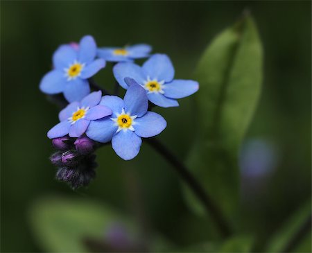 Forget-me-not flower in garden background Foto de stock - Super Valor sin royalties y Suscripción, Código: 400-08157009