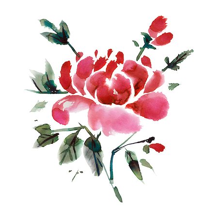 simsearch:400-07680595,k - Watercolor  flowers isolated on a white background. Peonies.  Vector illustration. Foto de stock - Royalty-Free Super Valor e Assinatura, Número: 400-08157250