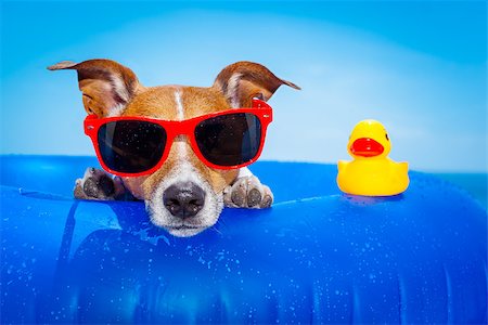 simsearch:400-08158248,k - jack russell  dog  on a mattress in the ocean water at the beach, enjoying summer vacation holidays, wearing red sunglasses  with yellow     plastic rubber duck Fotografie stock - Microstock e Abbonamento, Codice: 400-08158130