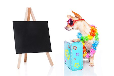 simsearch:400-08158224,k - chihuahua dog with bags and luggage or baggage, ready for summer vacation holidays beside a blank and empty blackboard, isolated on white background, Stockbilder - Microstock & Abonnement, Bildnummer: 400-08158133