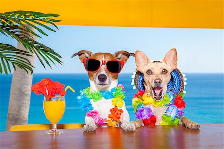 dog in heat - funny cool couple of  dogs drinking cocktails at the bar in a  beach club party with ocean view on summer vacation holidays Foto de stock - Super Valor sin royalties y Suscripción, Código: 400-08158208