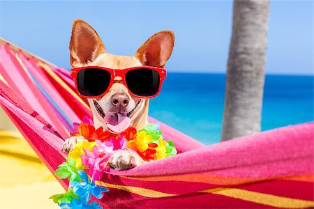 simsearch:400-08159708,k - chihuahua dog relaxing on a fancy red  hammock with sunglasses in summer vacation holidays at the beach under the palm tree Foto de stock - Royalty-Free Super Valor e Assinatura, Número: 400-08158217
