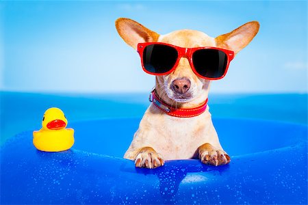 simsearch:400-08158292,k - chihuahua dog  on a mattress in the ocean water at the beach, enjoying summer vacation holidays, wearing red sunglasses  with yellow     plastic rubber duck Fotografie stock - Microstock e Abbonamento, Codice: 400-08158219