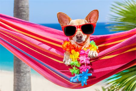 simsearch:400-07055937,k - chihuahua dog relaxing on a fancy red  hammock with sunglasses in summer vacation holidays at the beach under the palm tree Foto de stock - Royalty-Free Super Valor e Assinatura, Número: 400-08158212