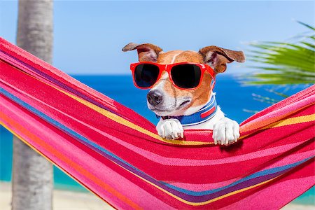 simsearch:400-07055937,k - jack russell dog relaxing on a fancy red  hammock with sunglasses in summer vacation holidays at the beach under the palm tree Foto de stock - Royalty-Free Super Valor e Assinatura, Número: 400-08158213