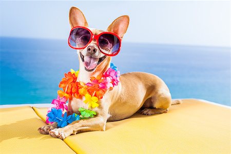 simsearch:400-08158248,k - chihuahua dog under the shadow of a palm tree relaxing and resting in summer vacation holidays Fotografie stock - Microstock e Abbonamento, Codice: 400-08158220