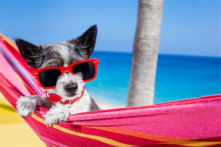 simsearch:400-08159708,k - black terrier dog relaxing on a fancy red  hammock with sunglasses in summer vacation holidays at the beach under the palm tree Foto de stock - Royalty-Free Super Valor e Assinatura, Número: 400-08158236