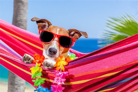 simsearch:400-08159708,k - jack russell dog relaxing on a fancy red  hammock with sunglasses in summer vacation holidays at the beach under the palm tree Foto de stock - Royalty-Free Super Valor e Assinatura, Número: 400-08158241