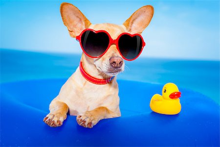 simsearch:400-08158248,k - chihuahua dog  on a mattress in the ocean water at the beach, enjoying summer vacation holidays, wearing red sunglasses  with yellow     plastic rubber duck Fotografie stock - Microstock e Abbonamento, Codice: 400-08158243