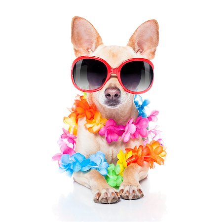 simsearch:400-07576471,k - chihuahua dog with bags and luggage or baggage, ready for summer vacation holidays at the beach, isolated on white background Stockbilder - Microstock & Abonnement, Bildnummer: 400-08158251