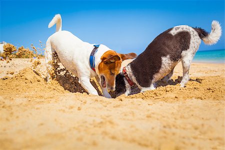 simsearch:400-08158292,k - jack russell couple of dogs digging a hole in the sand at the beach on summer holiday vacation, ocean shore behind Fotografie stock - Microstock e Abbonamento, Codice: 400-08158286