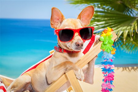 simsearch:400-07055937,k - chihuahua dog relaxing on a fancy red  hammock with sunglasses in summer vacation holidays at the beach under the palm tree Foto de stock - Royalty-Free Super Valor e Assinatura, Número: 400-08158287