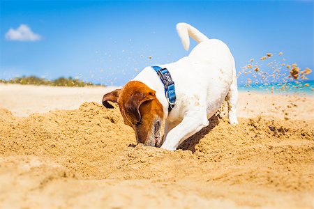 embedded - jack russell dog digging a hole in the sand at the beach on summer holiday vacation, ocean shore behind Stock Photo - Budget Royalty-Free & Subscription, Code: 400-08158288