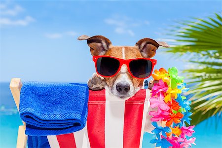 simsearch:400-08159708,k - jack russell dog relaxing on a fancy red  hammock with sunglasses in summer vacation holidays at the beach under the palm tree Foto de stock - Royalty-Free Super Valor e Assinatura, Número: 400-08158296