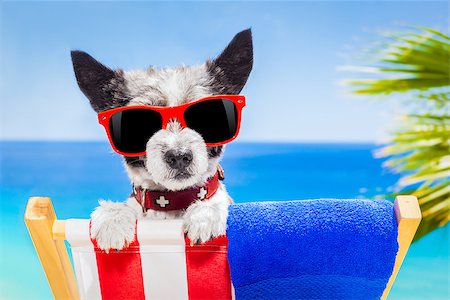 simsearch:400-08159708,k - black terrier dog relaxing on a fancy red  hammock with sunglasses in summer vacation holidays at the beach under the palm tree Foto de stock - Royalty-Free Super Valor e Assinatura, Número: 400-08158291
