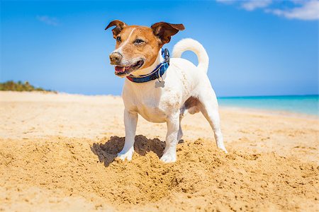 dog in heat - dog digging a hole in the sand at the beach on summer holiday vacation, ocean shore behind Stock Photo - Budget Royalty-Free & Subscription, Code: 400-08158292