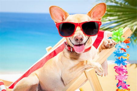simsearch:400-08159708,k - chihuahua dog relaxing on a fancy red  hammock with sunglasses in summer vacation holidays at the beach under the palm tree Foto de stock - Royalty-Free Super Valor e Assinatura, Número: 400-08158293