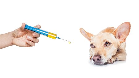 simsearch:400-08152880,k - chihuahua dog  with  headache and sick , ill or with  high fever, suffering ,syringe on its way,  isolated on white background Photographie de stock - Aubaine LD & Abonnement, Code: 400-08158436