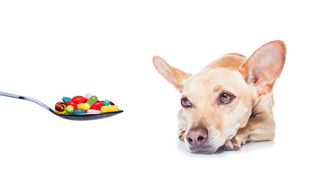 simsearch:400-08152880,k - chihuahua dog  with  headache and sick , ill or with  high fever, suffering ,medication of  pills and tablets in a spoon,  isolated on white background Photographie de stock - Aubaine LD & Abonnement, Code: 400-08158437