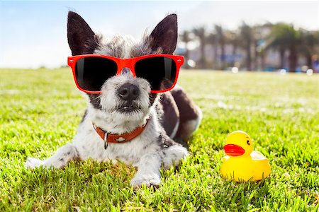 simsearch:400-08158292,k - black terrier  dog  relaxing and resting , lying on grass or meadow at city park on summer vacation holidays, with  yellow rubber duck as best friend Fotografie stock - Microstock e Abbonamento, Codice: 400-08159206